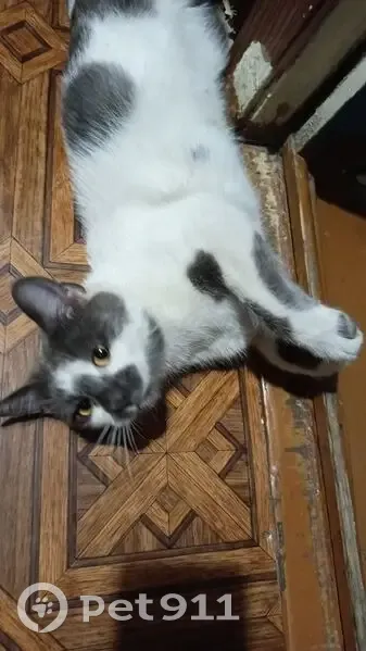 Пропала кошка, ул. Айвазовского, 78 - photo