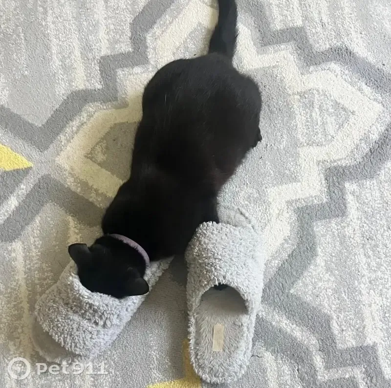 Пропала кошка, ул. Ягодина, 39, Краснодар - photo