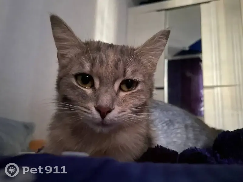 Пропала кошка, ул. Мира 23, Берёзовский - photo