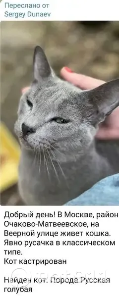 Русский голубой кот найден: Веерная ул., Москва - photo