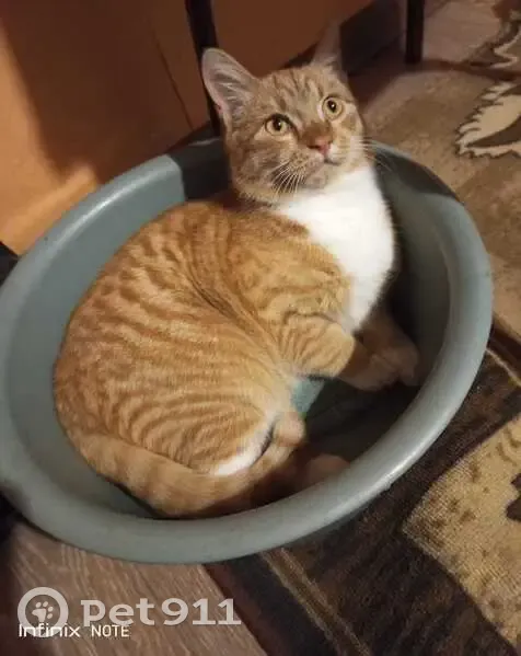 Пропала кошка, Лесной пер., Топчиха - photo