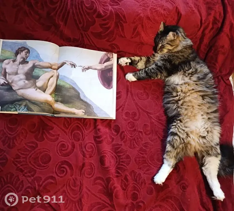 Пропала кошка в Толмачёво, Ленобласть. - photo