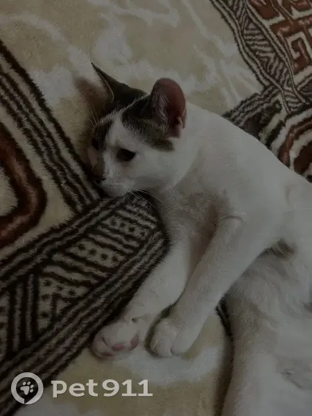 Пропала кошка, Брестская ул., 70 к2, Минск - photo