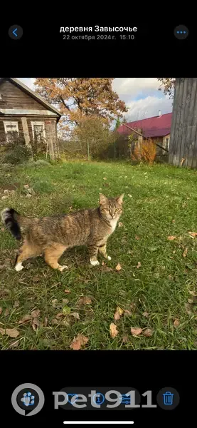 Пропала кошка, Новгородская область - photo