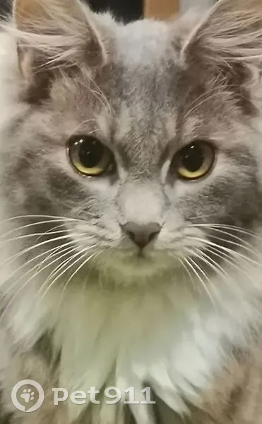 Пропала кошка, 2-я Весенняя ул., Засопка - photo