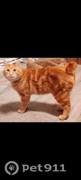 Пропала кошка, Юго-Западный обход, Смоленск - photo