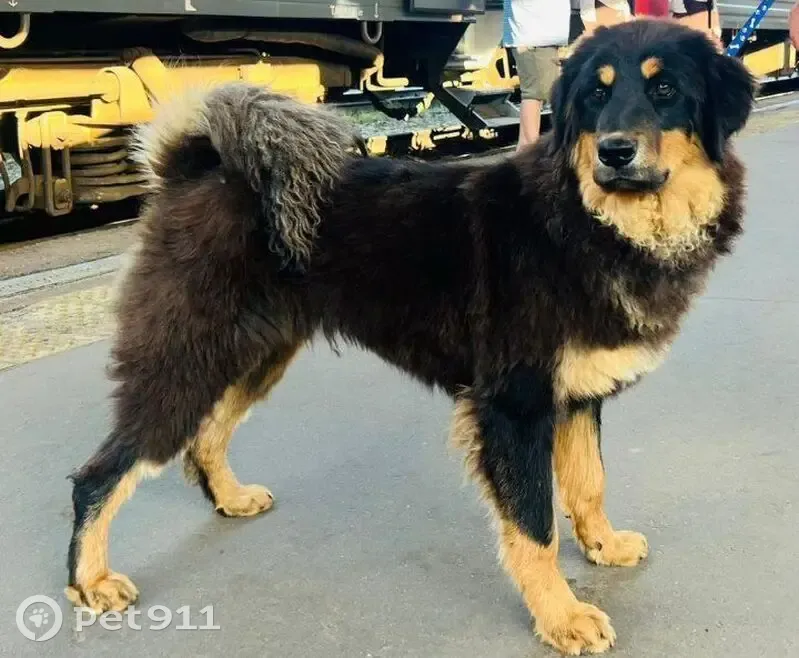 Пропала собака, 1-я линия, Виллозское СП - photo