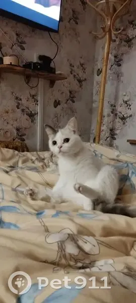 Пропала кошка, ул. Большой Колояр, 37 - photo