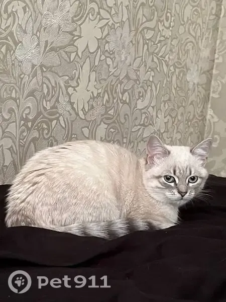 Пропала кошка, Острогожская 168/4, Воронеж - photo