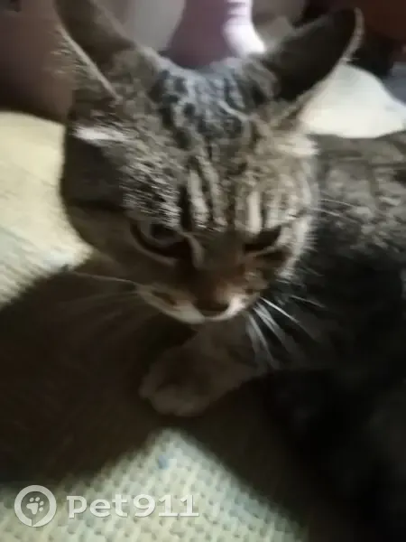 Кошка найдена, Январская ул. 37, Пермь - photo