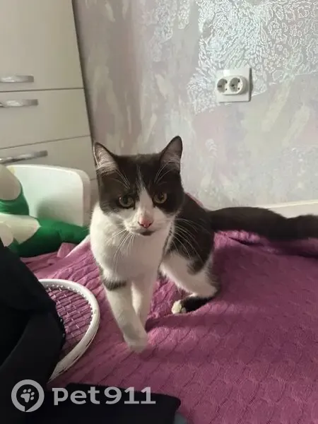 Кошка найдена на ул. Калинина, Северск - photo