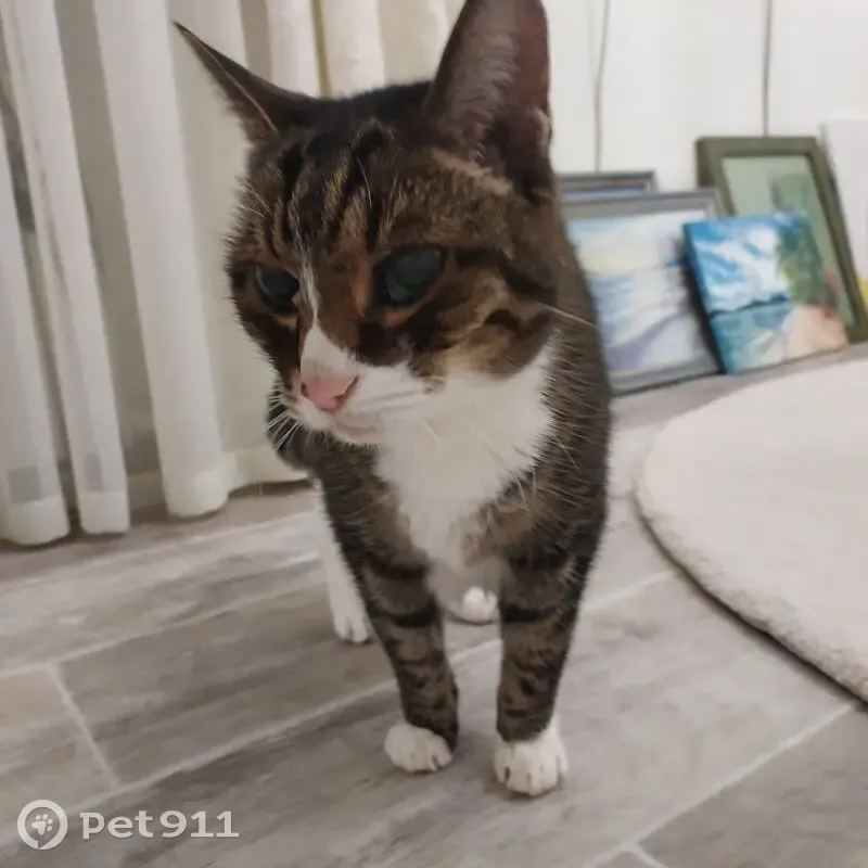 Кошка найдена у дач Рублёвки, Красноярск - photo