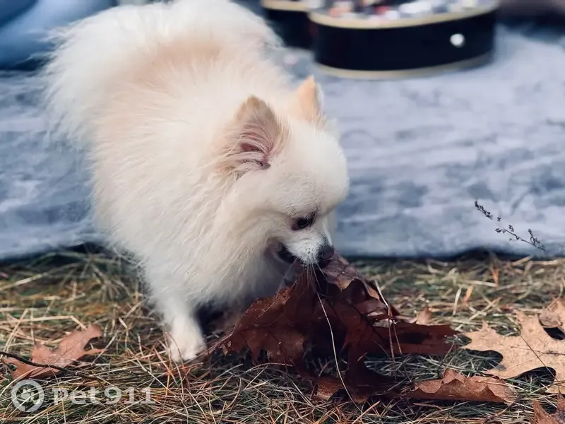 Пропала собака, Рыловичи, Брестская обл. - photo