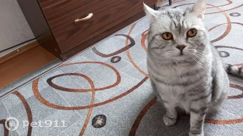 Найдена кошка: Кандалакша, Мурманская обл. - photo