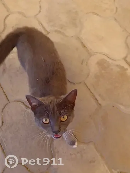 Кошка найдена: Курортная ул, 181Б - photo