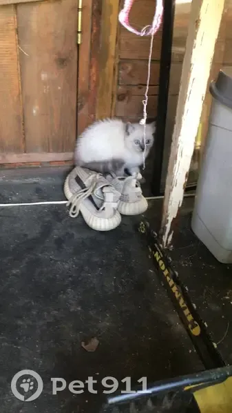 Пропала кошка, Свердловская область - photo