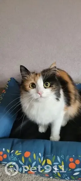 Пропала кошка, Старокамышлинский с/с - photo