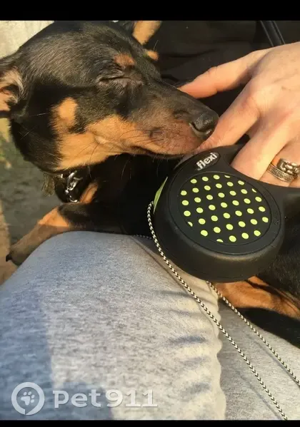 Пропала собака Нюша, ул. М.Дулати, 10 - photo