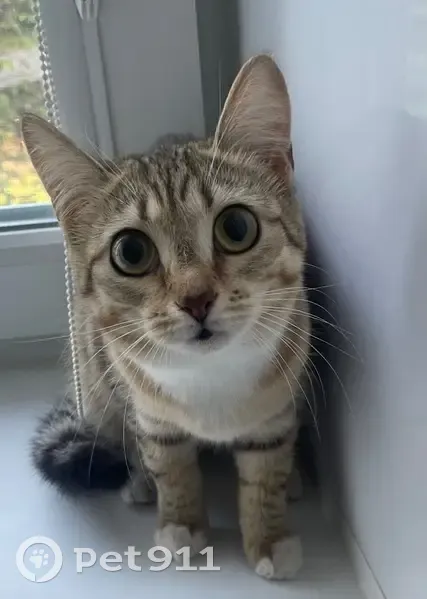 Кошка найдена: пр. Макеева, 25, Миасс - photo