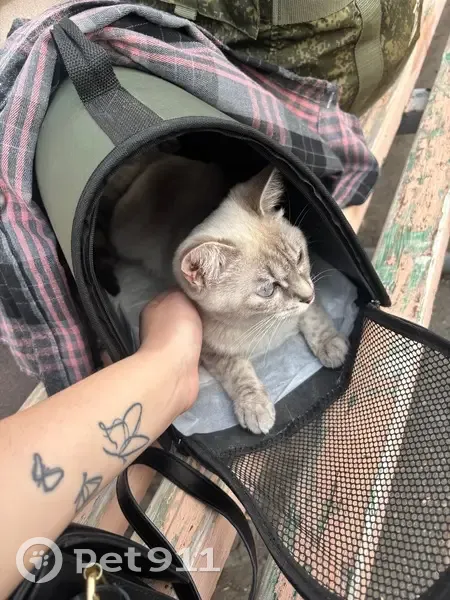 Пропала кошка, Привокзальная ул., Элиста - photo