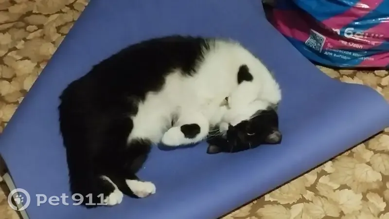 Пропала кошка, Октябрьская ул., 10 - photo