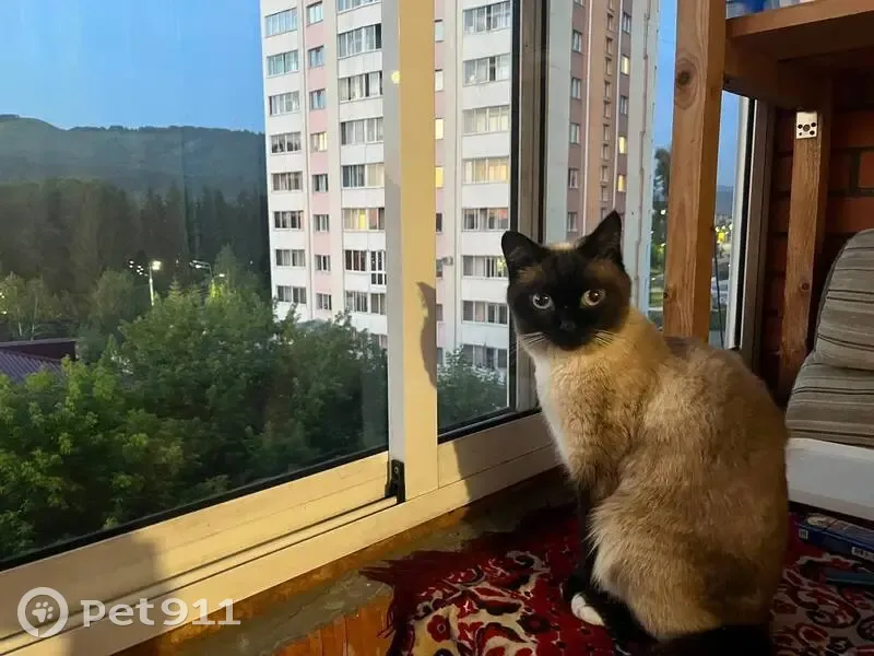 Пропала сиамская кошка, Коммунистический 121 - photo