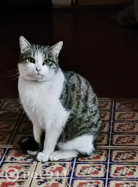 Пропала кошка, Ватутина 2, Лисичанск - photo