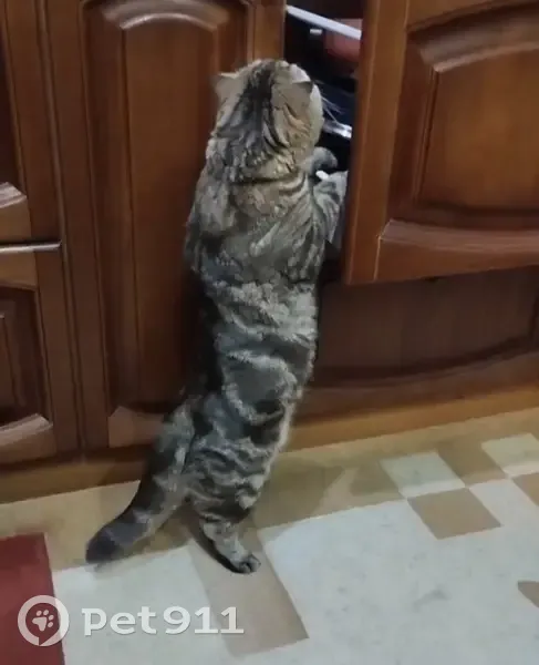 Пропала кошка, 1-й Силікатний провулок, Мелитополь - photo