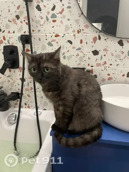 Пропала кошка Багира, ул. Горняков 4 - photo