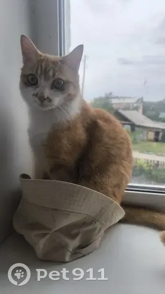 Пропал кот, Манская ул., Шалинское - photo