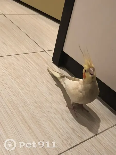 Пропала птица, Пушкино, ул. Центральная, 42 - photo