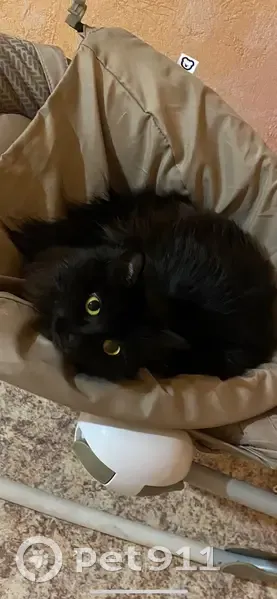 Пропала кошка, ул. Мичурина 25А, Крск - photo