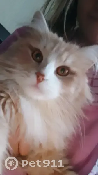 Пропала кошка, ул. Урицкого, 10, Ярославль - photo