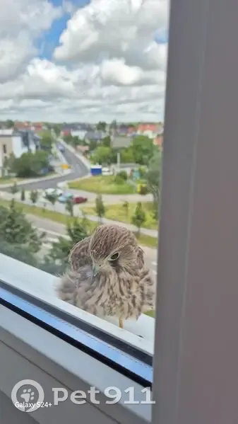 Птица на подоконнике, Калининградская обл. - photo