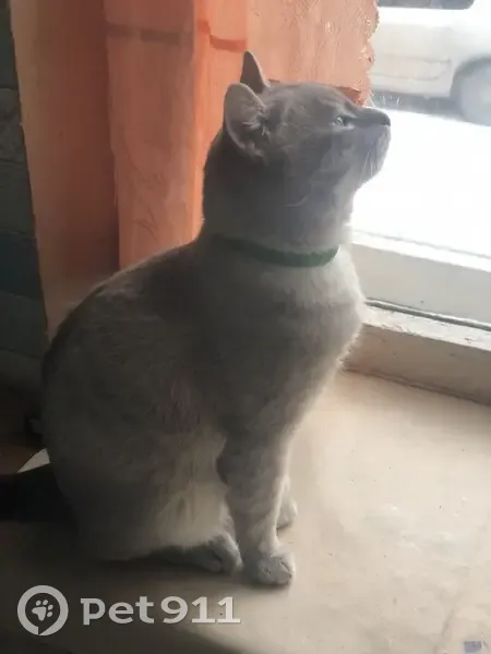 Пропала кошка, Столетова 21/1, НСК - photo