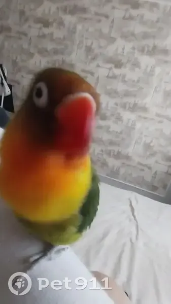 Пропала птица, Пионерская 5, Арзгир - photo