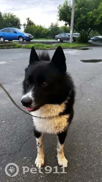 Найдена собака, Черкасская ул., Челябинск - photo