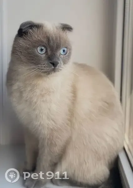 Пропала кошка в огородах, Ставропольский край - photo