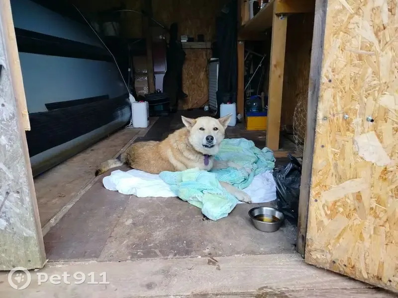 Найдена собака у моста, Вороново, д. 42 - photo
