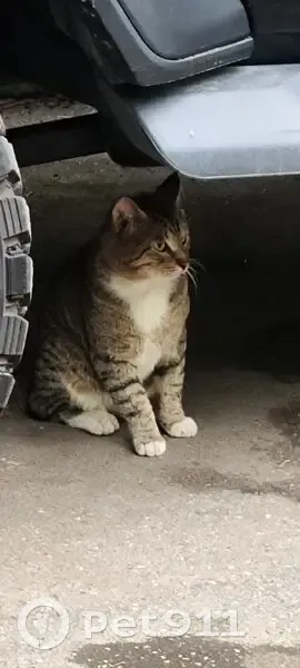 Тигровая кошка найдена, Веерная 10, Москва - photo