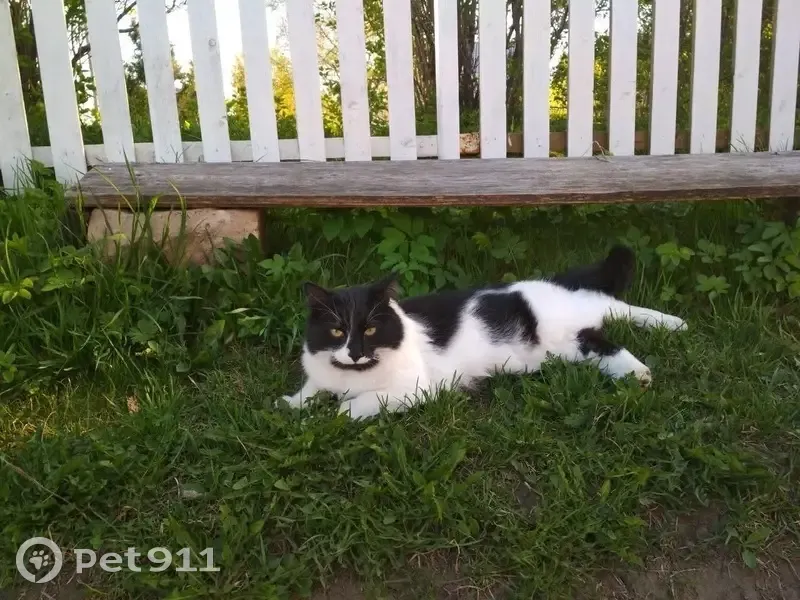 Пропала кошка, Вологодская обл., 12 июня - photo