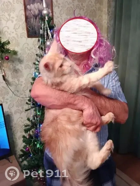 Пропал мейн-кун, Карбышева 24, Крск - photo