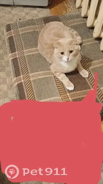 Пропала рыжая кошка, Наугорское шоссе, 8 - photo