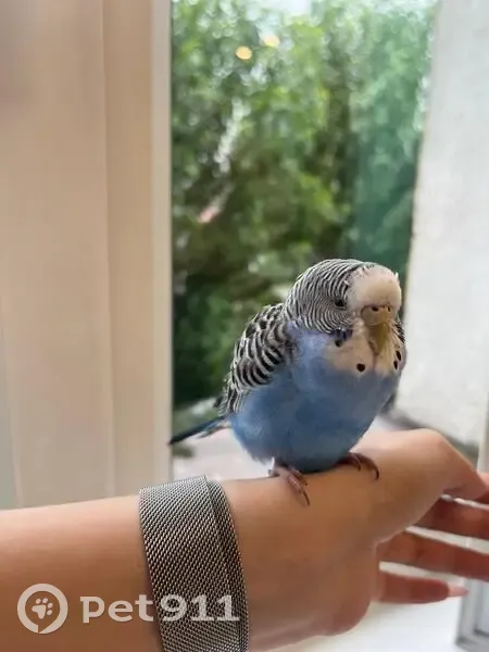 Птица в окне: Люботинский пр., 7, СПб - photo