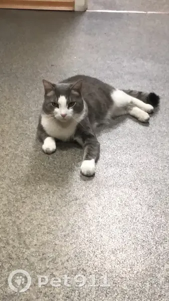 Пропала кошка, ул. Борисевича, Красноярск - photo