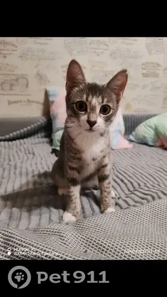 Пропала кошка, ул. Якубова 30, Минск - photo