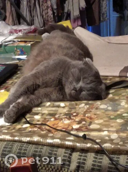 Пропала сер. кошка, Красноярск, Рабочий 90А - photo