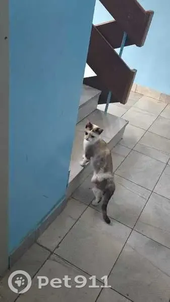 Кошка найдена: Советская ул. 142, Каменка - photo