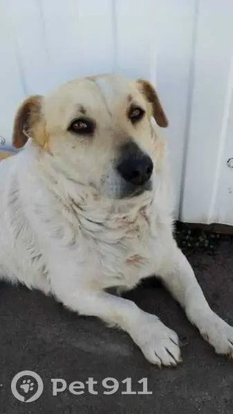 Пропала собака, р.п. Знаменка, Тамбовская область - photo