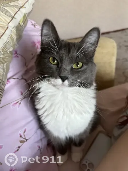 Пропала кошка Майя, 14-й Военный городок, 82 - photo